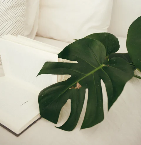 نباتات فاستو لمنزلك