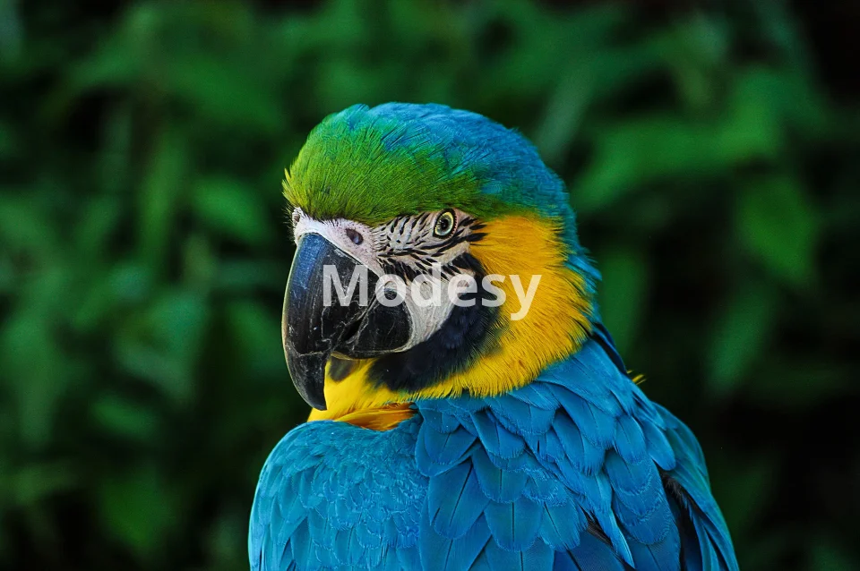 مجموعة صور حيوانات رائعة