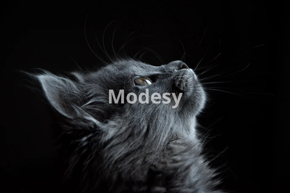 مجموعة صور حيوانات رائعة