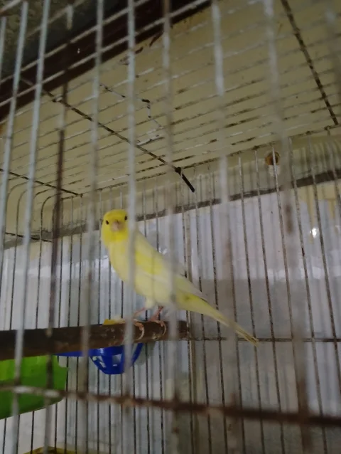 حلب