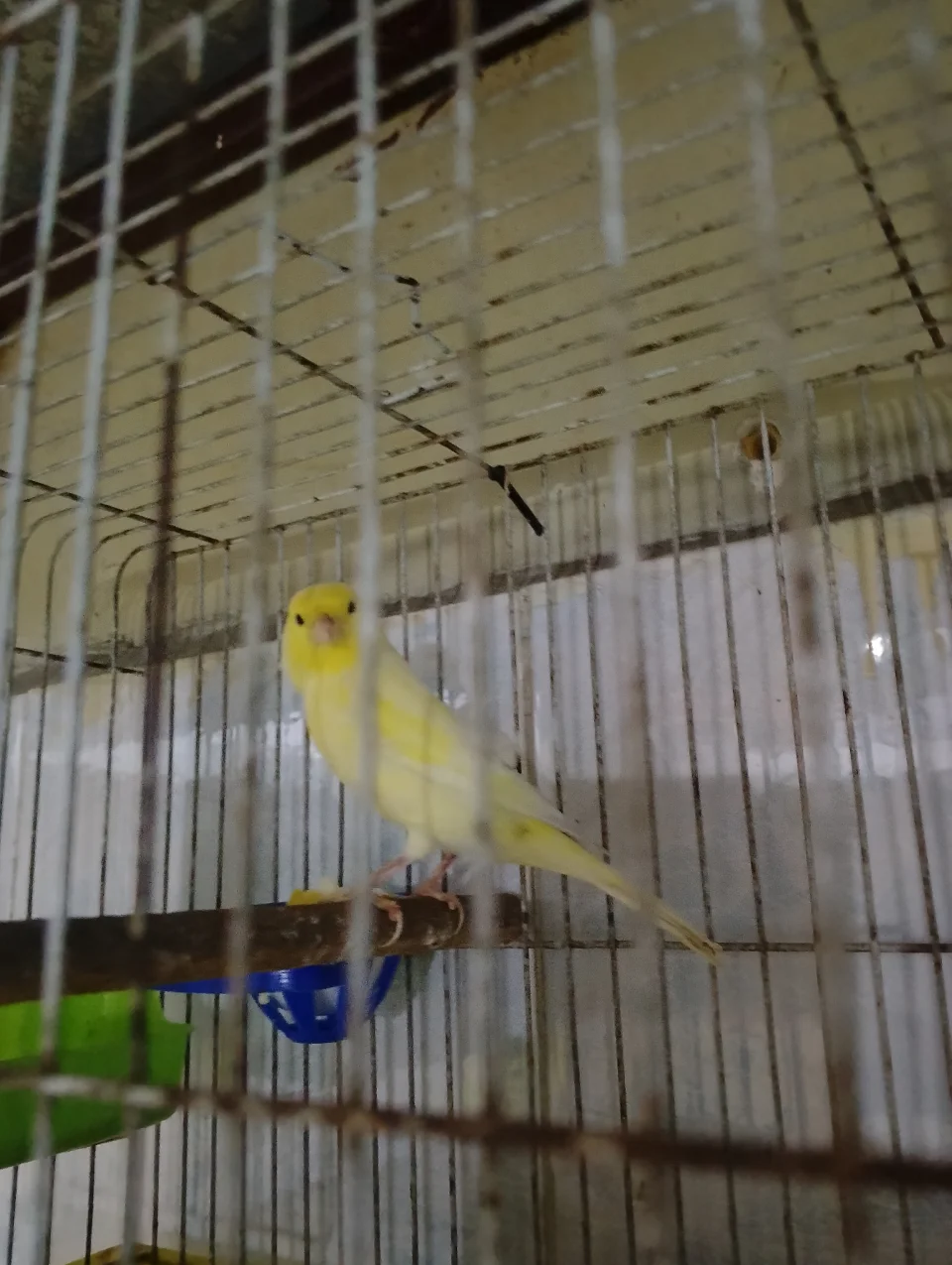حلب